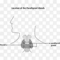 甲状旁腺内分泌腺甲状腺疾病癌内分泌系统-空若网 甲状旁腺内分泌腺甲状腺疾病癌内分泌系统-空若网