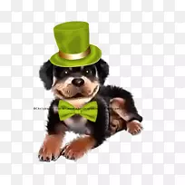 培育小狗鼻子-小狗-空若网 培育小狗鼻子-小狗-空若网