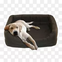 狗繁殖小狗同伴狗鼻子狗坐着-空若网 狗繁殖小狗同伴狗鼻子狗坐着-空若网