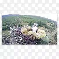 灌木地植物群落乔木草-植物-空若网 灌木地植物群落乔木草-植物-空若网