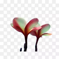 夏威夷花瓣红花-夏威夷蛋花-空若网 夏威夷花瓣红花-夏威夷蛋花-空若网