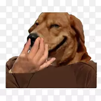 犬种小狗伴犬鼻子-小狗-空若网 犬种小狗伴犬鼻子-小狗-空若网