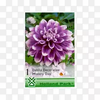 大丽花球茎百合草本植物-鳞茎-空若网 大丽花球茎百合草本植物-鳞茎-空若网