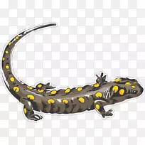 Ŧ�ر��ո���ֽ����ճ�Ӽ�-����-������