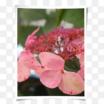 绣球科花瓣粉红色-空若网 绣球科花瓣粉红色-空若网