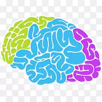 脑智能神经科学记忆认知智能脑-空若网 脑智能神经科学记忆认知智能脑-空若网