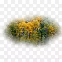 树桌面壁纸电脑-夏至秋-空若网 树桌面壁纸电脑-夏至秋-空若网