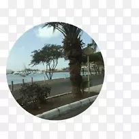 树假期-树-空若网 树假期-树-空若网