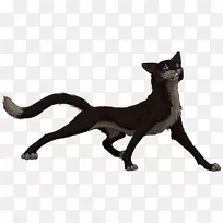 胡须,猫,狗,野生动物-猫-空若网 胡须,猫,狗,野生动物-猫-空若网