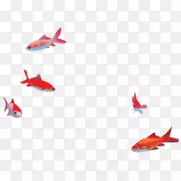 金鱼鳍红-空若网 金鱼鳍红-空若网