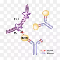 药物贝伐单抗阿达利莫单抗特应性皮炎变态反应-空若网 药物贝伐单抗阿达利莫单抗特应性皮炎变态反应-空若网