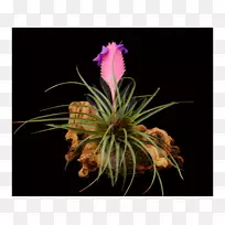 肉豆蔻,粉红羽毛笔花,凤梨,兰花-花-空若网 肉豆蔻,粉红羽毛笔花,凤梨,兰花-花-空若网