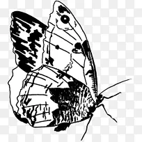 毛茸茸的蝴蝶昆虫画夹艺术蝴蝶仙女-空若网 毛茸茸的蝴蝶昆虫画夹艺术蝴蝶仙女-空若网