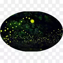 光时移摄影萤火虫-空若网 光时移摄影萤火虫-空若网