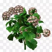 开花植物-空若网 开花植物-空若网