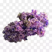 Ӣ��޹�²��л�-������