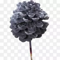 油松-空若网 油松-空若网