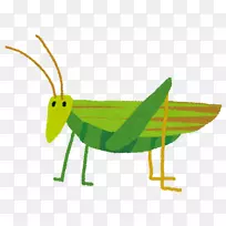 蝗虫-空若网 蝗虫-空若网