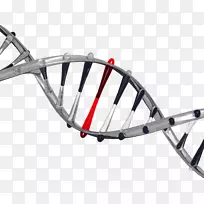 ËüÔÚÄãµÄdnaÖУº´Ó·¢ÏÖµ½½á¹¹£¬ÔÚ½ø»¯ÖеŦÄܺÍ×÷Ó㬰©Ö¢ºÍÀÏ»¯µÄµÀµÂÃÜÂëÉúÎïѧÒÅ´«Ñ§-»ùÒòÃâ·ÑÏÂÔØ¡£-¿ÕÈôÍø ËüÔÚÄãµÄdnaÖУº´Ó·¢ÏÖµ½½á¹¹£¬ÔÚ½ø»¯ÖеŦÄܺÍ×÷Ó㬰©Ö¢ºÍÀÏ»¯µÄµÀµÂÃÜÂëÉúÎïѧÒÅ´«Ñ§-»ùÒòÃâ·ÑÏÂÔØ¡£-¿ÕÈôÍø