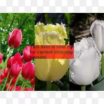 郁金香鳞茎花郁金香-空若网 郁金香鳞茎花郁金香-空若网