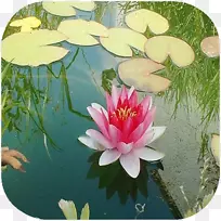 野莲花花瓣-空若网 野莲花花瓣-空若网