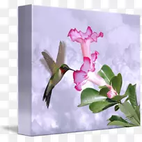 动物群蜂鸟m喙水色蜂鸟-空若网 动物群蜂鸟m喙水色蜂鸟-空若网