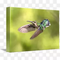 昆虫动物群蜂鸟-空若网 昆虫动物群蜂鸟-空若网