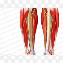 肌肉神经系统血管循环系统血管-空若网 肌肉神经系统血管循环系统血管-空若网