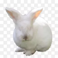 ¼ÒÑøÒ°Íö¯Îï±Ç×Ó-¶¯Îï-¿ÕÈôÍø ¼ÒÑøÒ°Íö¯Îï±Ç×Ó-¶¯Îï-¿ÕÈôÍø