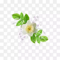 开花植物红白绿花-空若网 开花植物红白绿花-空若网