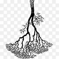 细枝二叉树搜索树数据结构二叉树-空若网 细枝二叉树搜索树数据结构二叉树-空若网