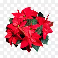 一品红YouTube留言剪贴画-YouTube-空若网 一品红YouTube留言剪贴画-YouTube-空若网