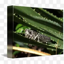 »È³æÀ¥³æÇøÏµó¬ó°º¦³æ»È³æ-¿ÕÈôÍø »È³æÀ¥³æÇøÏµó¬ó°º¦³æ»È³æ-¿ÕÈôÍø