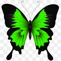蝴蝶帕皮利奥·尤利西斯插图-绿色蝴蝶PNG剪贴画图像-空若网 蝴蝶帕皮利奥·尤利西斯插图-绿色蝴蝶PNG剪贴画图像-空若网