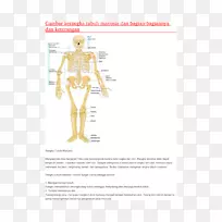 人肌肉骨骼系统人智人骨骼人体肌肉系统-骨骼-空若网 人肌肉骨骼系统人智人骨骼人体肌肉系统-骨骼-空若网