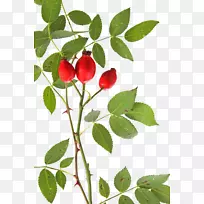 õ���β���-õ��ߺ�õ����Ӱ�̣��ʹ�-�������õ���β������ϡ�-������