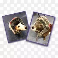 狗鼻子-狗-空若网 狗鼻子-狗-空若网