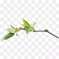 ²Ý£¬Ö²Îï¾¥£¬Ò¶£¬»¨£¬Ö¦-Ò¶-¿ÕÈôÍø ²Ý£¬Ö²Îï¾¥£¬Ò¶£¬»¨£¬Ö¦-Ò¶-¿ÕÈôÍø