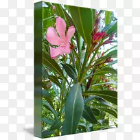 花瓣开花植物叶灌木鸟乐园-空若网 花瓣开花植物叶灌木鸟乐园-空若网