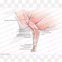 Ä´Ö¸Éñ¾¼¡ÈâÉñ¾ÏµÍ³ÈËÌå½âÆÊѧò¨Ç³Éñ¾-¿ÕÈôÍø Ä´Ö¸Éñ¾¼¡ÈâÉñ¾ÏµÍ³ÈËÌå½âÆÊѧò¨Ç³Éñ¾-¿ÕÈôÍø