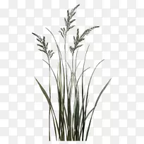 Ìð²ÝС֦²ÝÖ²Îᆬ«Î-¸ß´ó½¨ÖþÂÖÀª-¿ÕÈôÍø Ìð²ÝС֦²ÝÖ²Îᆬ«Î-¸ß´ó½¨ÖþÂÖÀª-¿ÕÈôÍø