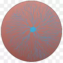 对称有机体-空若网 对称有机体-空若网