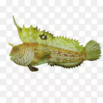 动物群陆生动物鱼-Dota-空若网 动物群陆生动物鱼-Dota-空若网