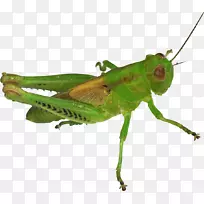 蟋蟀蝗虫-空若网 蟋蟀蝗虫-空若网