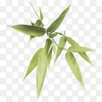 Ë®²Ê»»¨ÈÈ´øÄ¾±¾Öñ×ÓÄ«ÖñÒ¶-¿ÕÈôÍø Ë®²Ê»»¨ÈÈ´øÄ¾±¾Öñ×ÓÄ«ÖñÒ¶-¿ÕÈôÍø