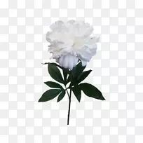切花牡丹植物茎花瓣海角茉莉花牡丹婚礼-空若网 切花牡丹植物茎花瓣海角茉莉花牡丹婚礼-空若网
