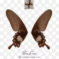 蝴蝶昆虫摄影Фотобанк-翅膀仙女-空若网 蝴蝶昆虫摄影Фотобанк-翅膀仙女-空若网