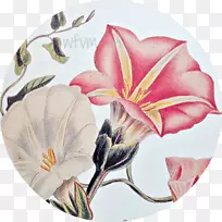 花瓣开花植物切花-空若网 花瓣开花植物切花-空若网