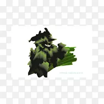 Ҷ��-Ҷ-������