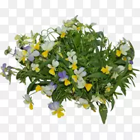花卉设计切花植物花卉-空若网 花卉设计切花植物花卉-空若网